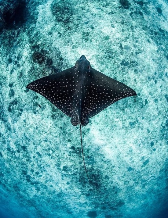 Manta Trust