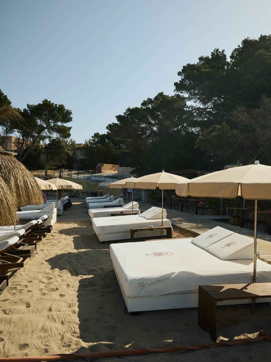 Tigre Morado Ibiza